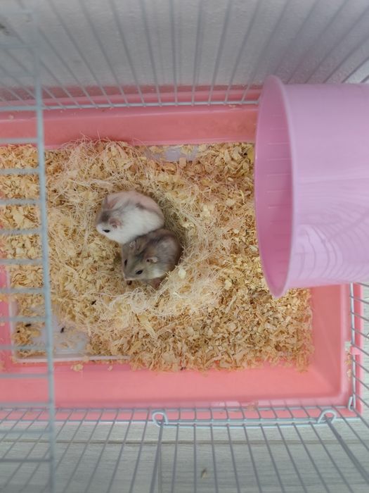3 hamsteri + cușca cu toate accesoriile