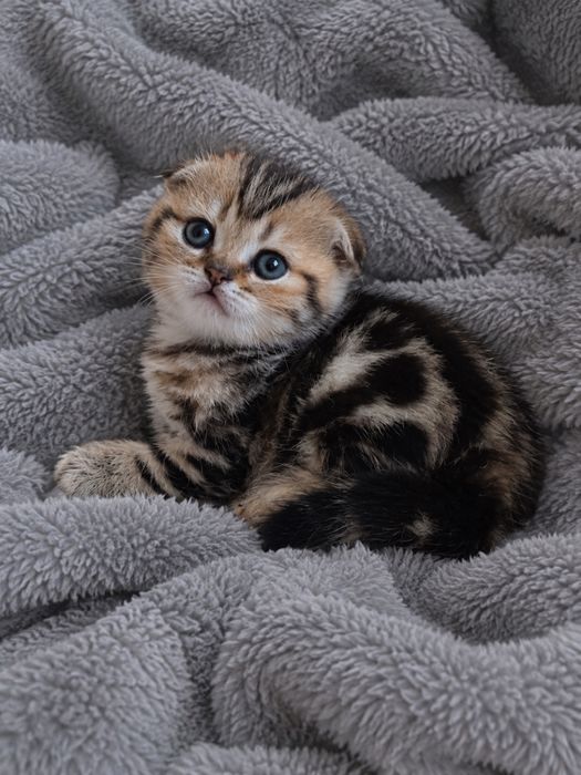 вислоухие котята
