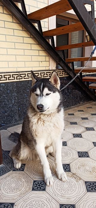 Чистокровная 100% хаски без примесей,обученная ,выполняет все команды