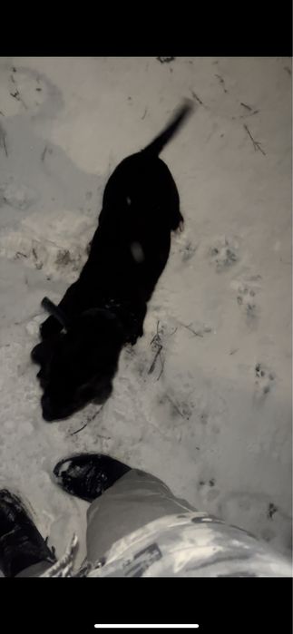 Питбультерьер.