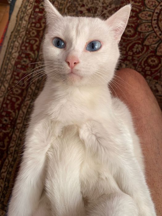 Отдадим Кошечку, в связи с переездом