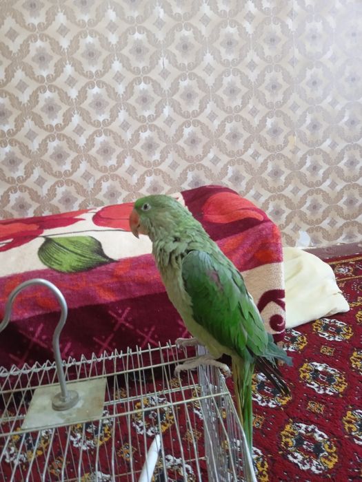 Александр папугай