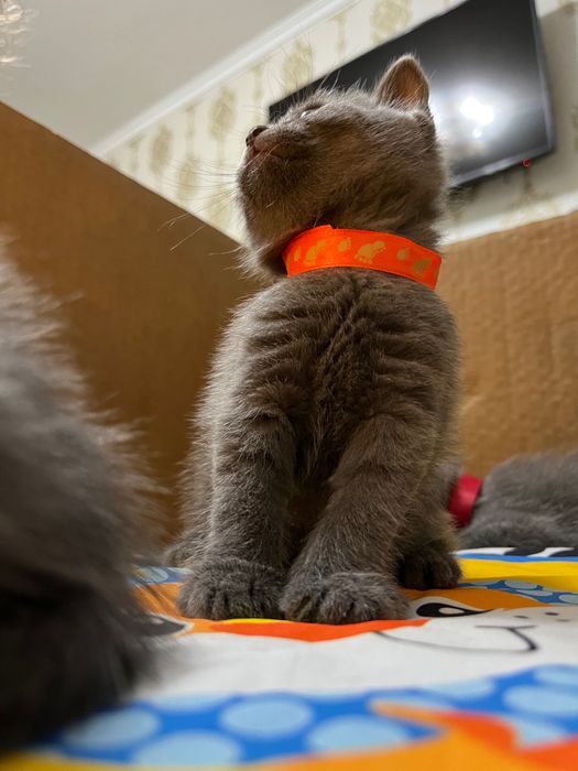 Британские котята