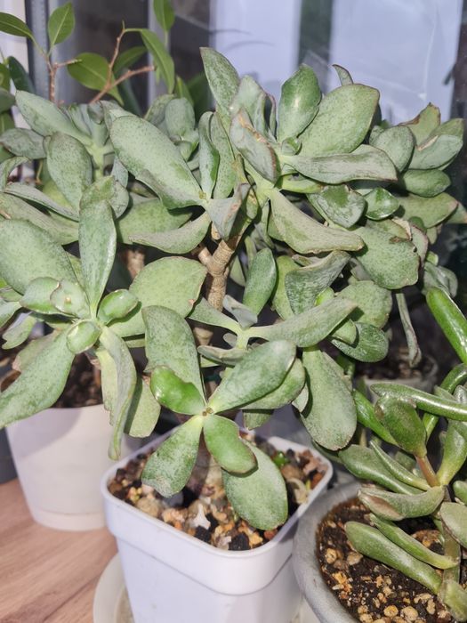 Крассулы,домашние цветы