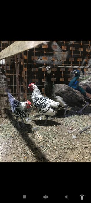 Сибрайт сатылады