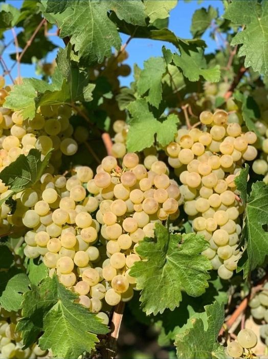 Vând struguri de vin cu transport gratuit la domiciliu