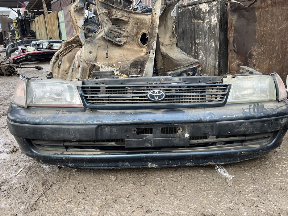 Карина Е привозной ноускат