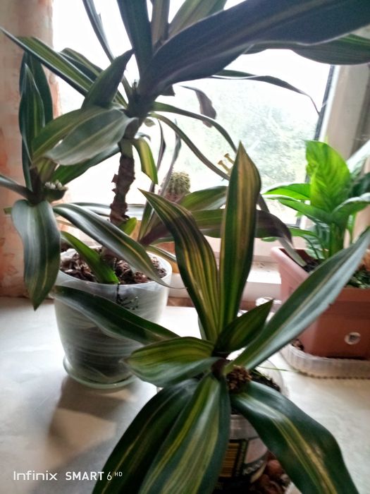 Продам домашнее растение РЭО.