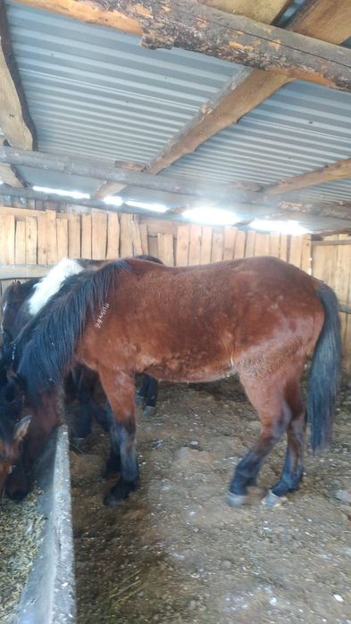 Продам байтал жерёбая.