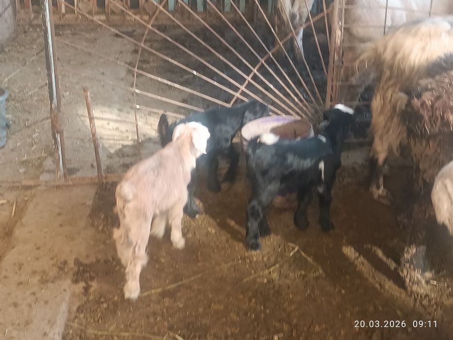 Она бола Эчкилар сотилади