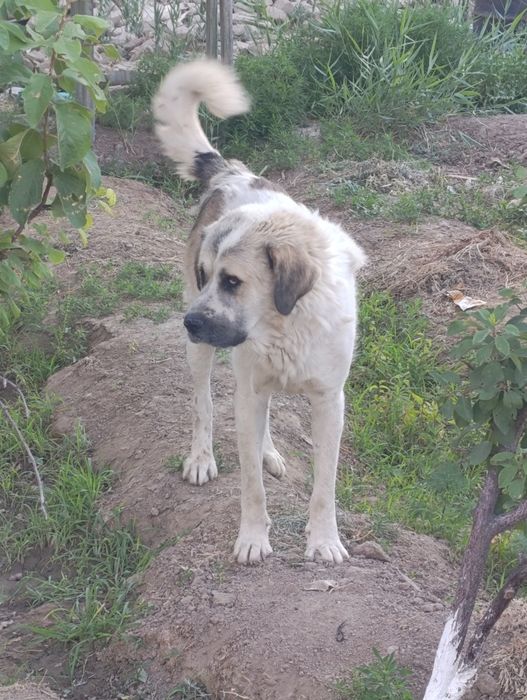 Екі ит сатылады. Жайлы, қабаған емес.