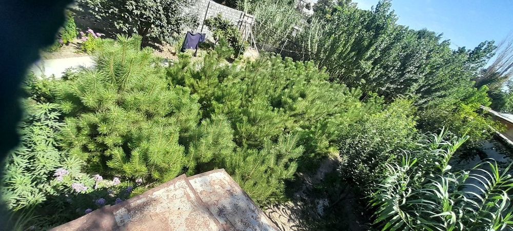 Крымская сосна, Крим Сасналари