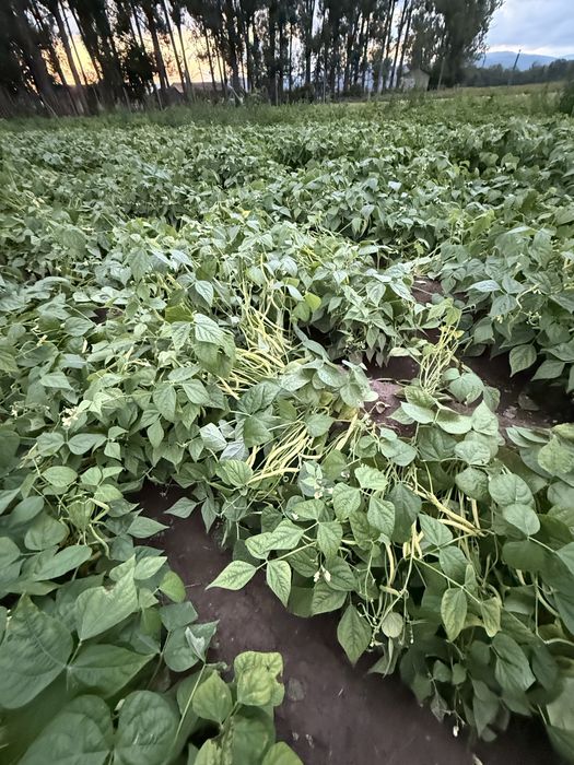 Fasole verde (fideluță)