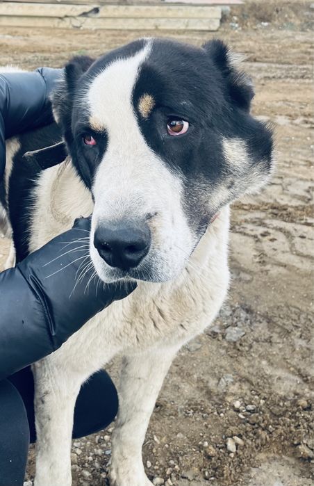 Алабай кобель ))