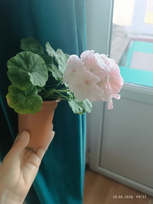 Пеларгония Sophie Emma
