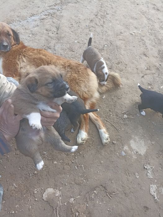 Onasi chupon otasi alabay bir dona modasi qolgan tekin bervoraman