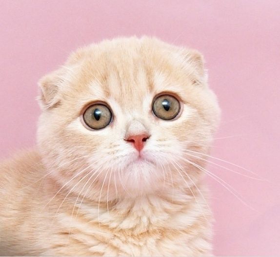 Skotiw fold va skotiw strayt