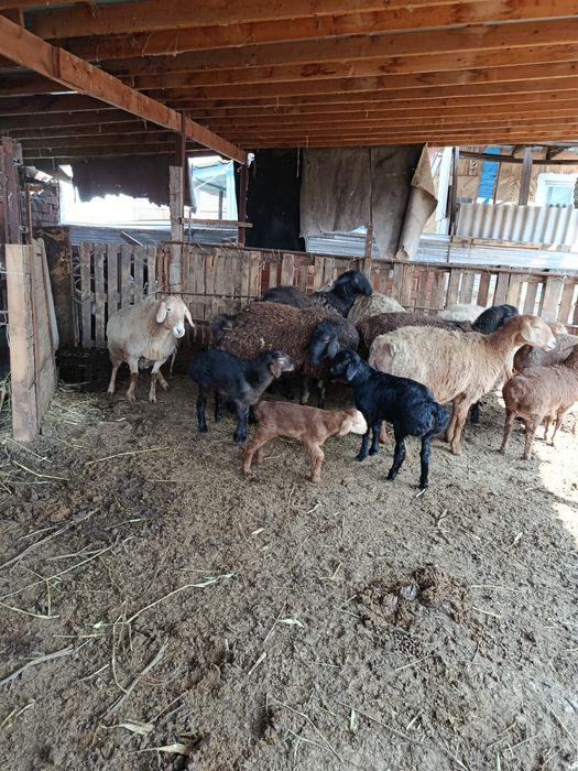 Арашан гисар с ягненятами