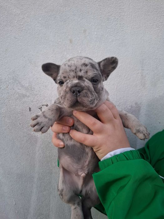 Френски булдог-продавам