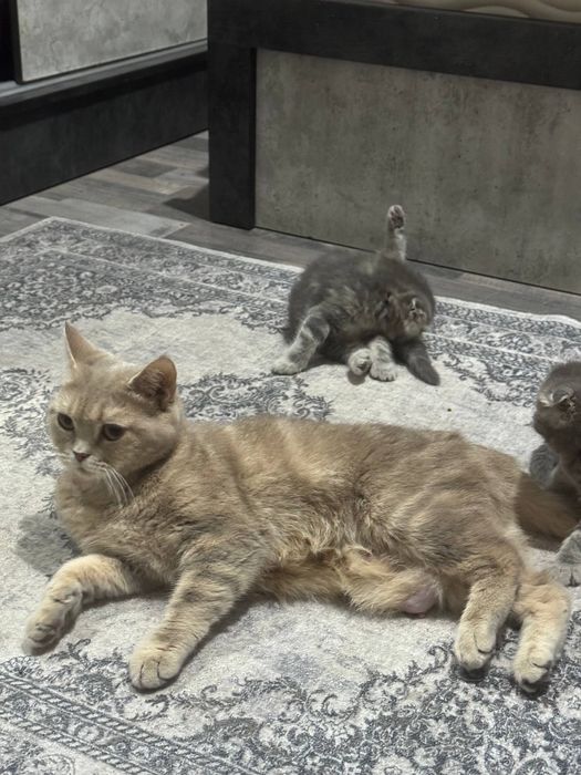 Mushuk bolalari котята