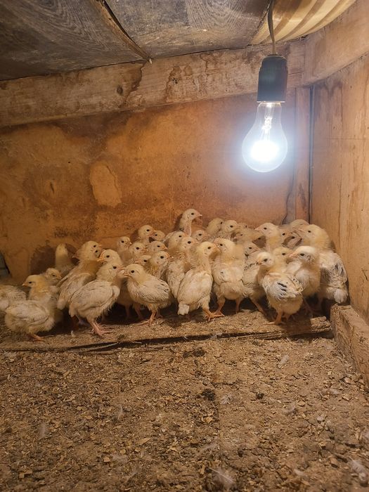 Адлер шожектер сатылады