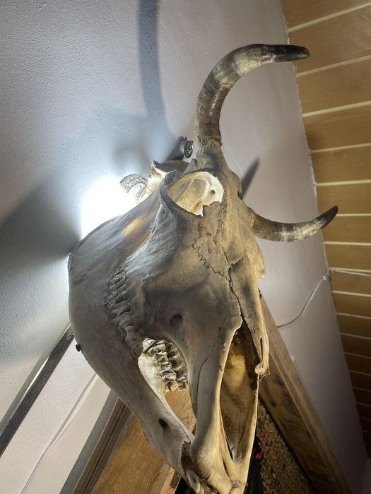 aplică perete bec led .