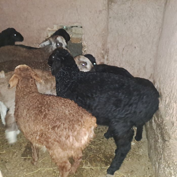 Семиз козылар 2 ерке 7 ургашы