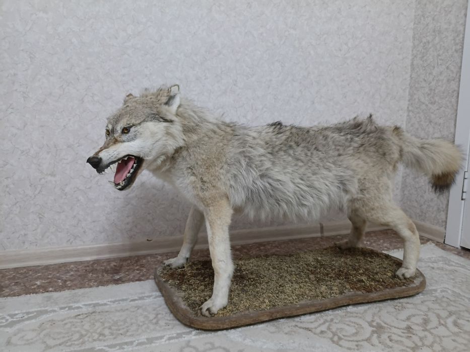 Чучело волка. Большого размера.
