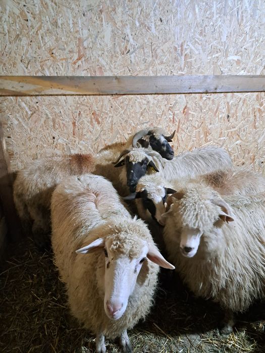 De vânzare oi cu miei