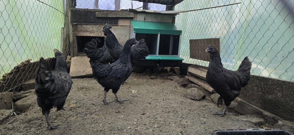 Pui Ayam Cemani 2026