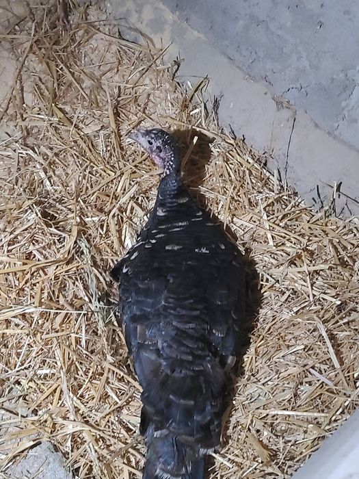 Kurk kurka bor bugin kurk buldi