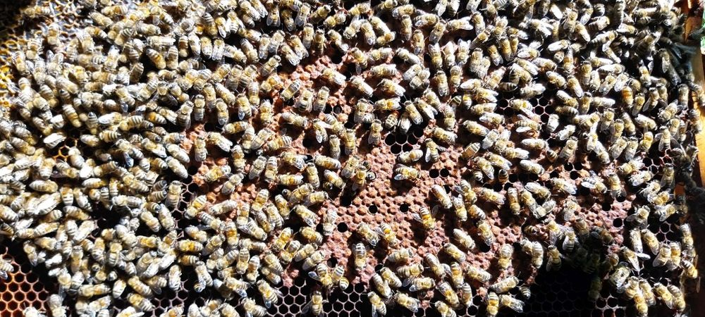 Vând familii de albine, Sibiu