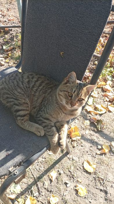 Подарю котенка котенка