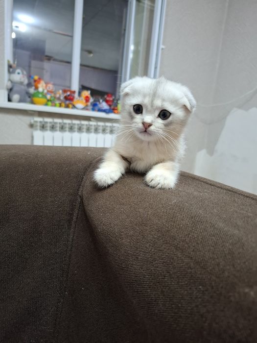 Продаётся котенок