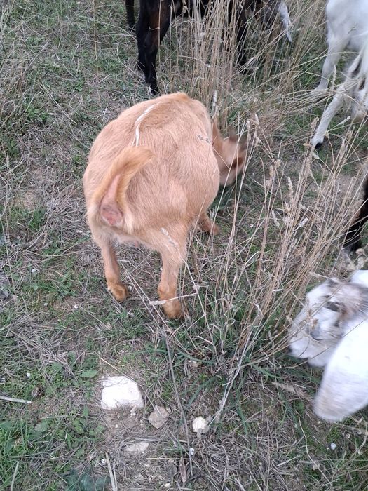 Vand 3 iede surori din capra alpina