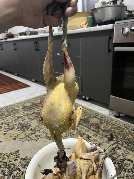 Фазан Дикий чишиненный