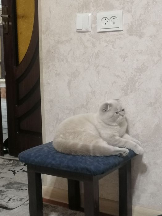 8 ойлик мушукчалар қораси эркак оқ ранглиси аёл сотилади,