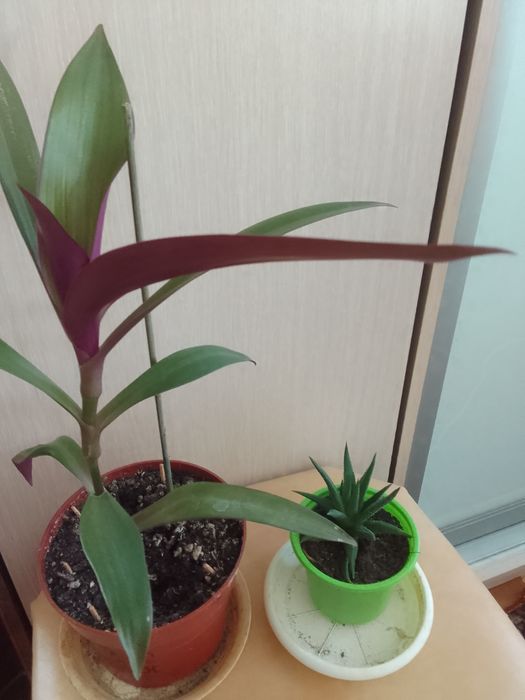 Продам комнатные цветы