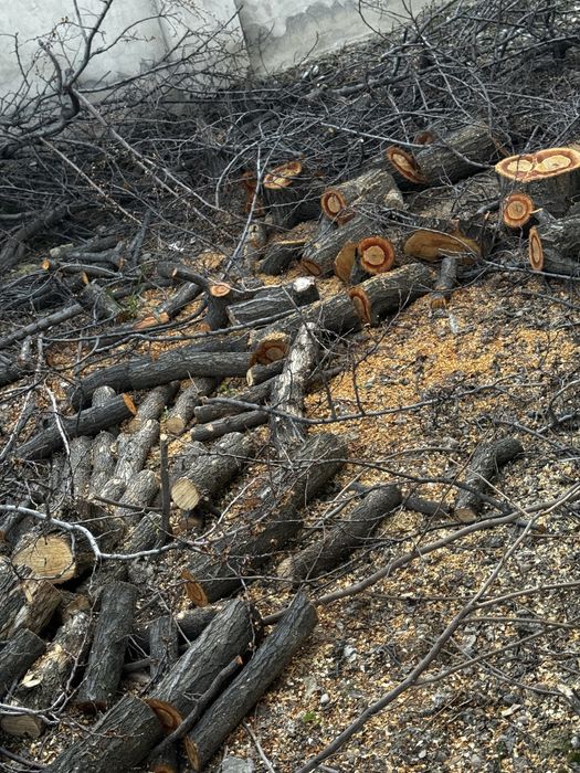 Продам дрова от фруктовых деревьев