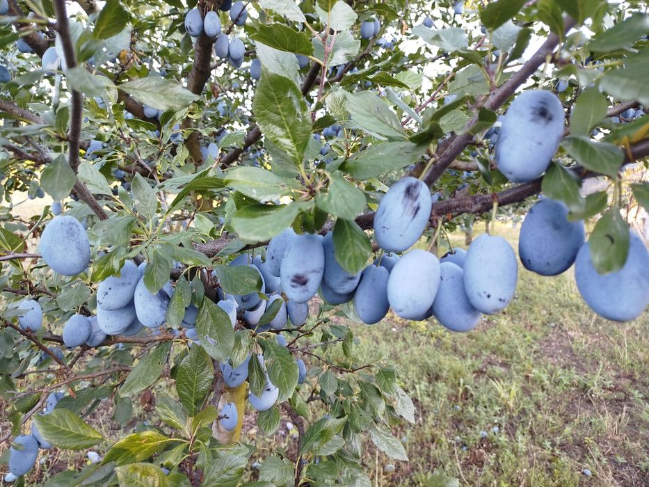 De vânzare prune
