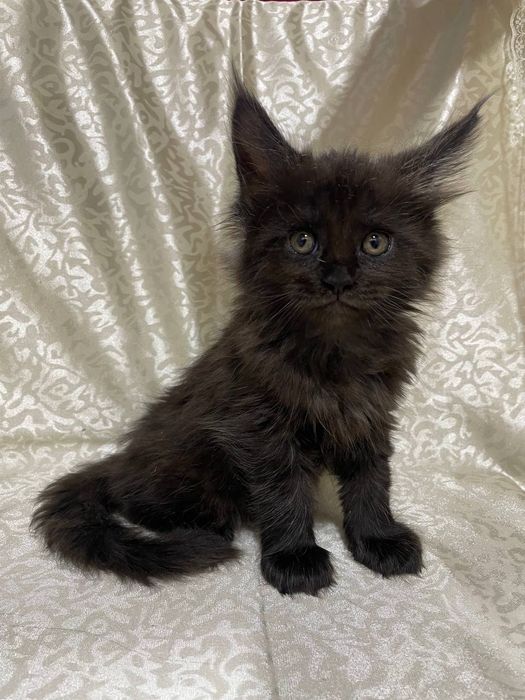 Продаются котята Мейн кун