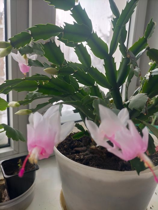 Шлюмбергера(декабрист)