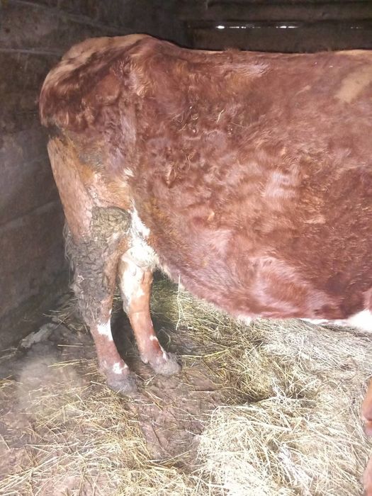 Vaca de vânzare de al 2lea fatat ii bună de lapte pentru detalii la numărul de telefon 0743898958