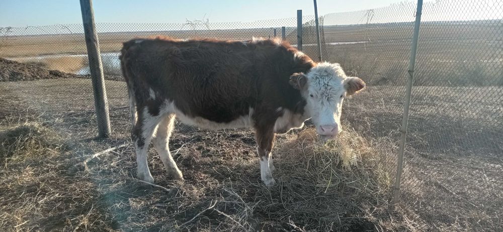 Корова, стельная