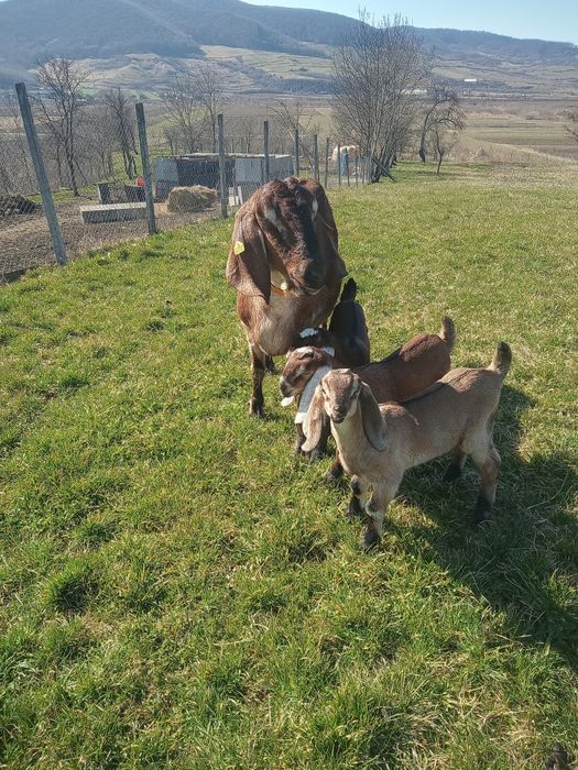 Vând Tapisori Anglo Nubian