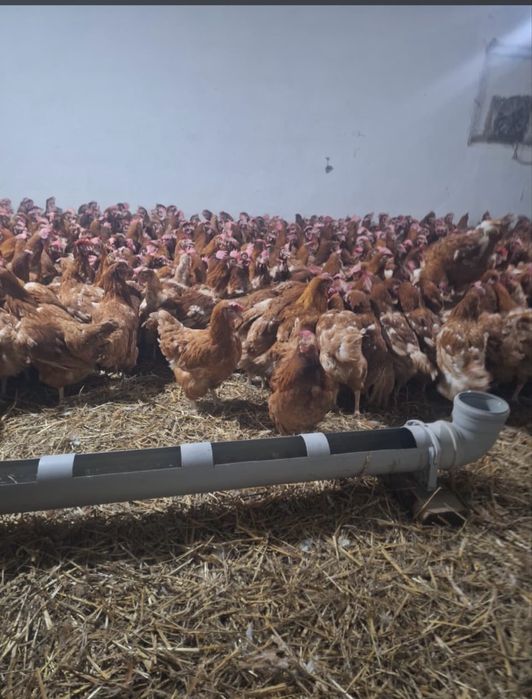 Куры несушки красные