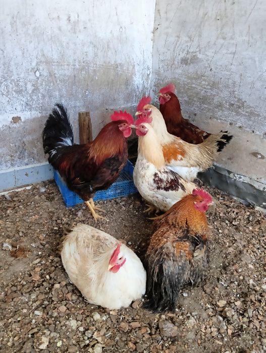 Продам молодых петушков