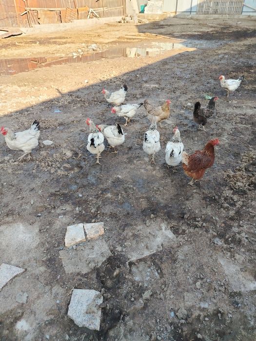 Продам курей адлеровских