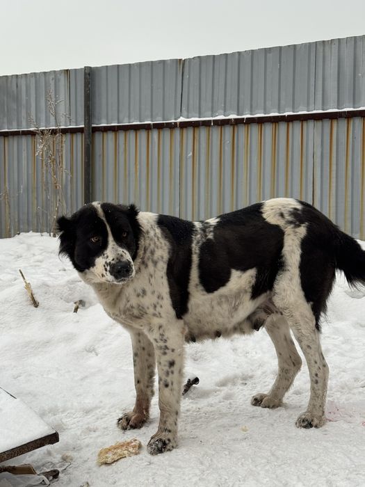 Продам чистокровного Алабая