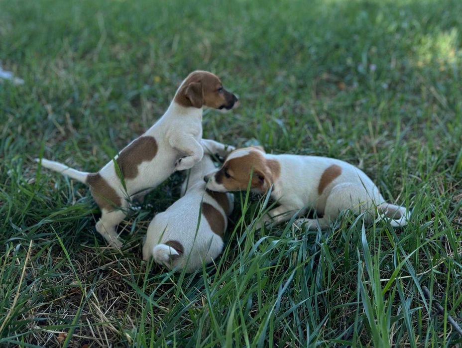 catel jack russell terrier